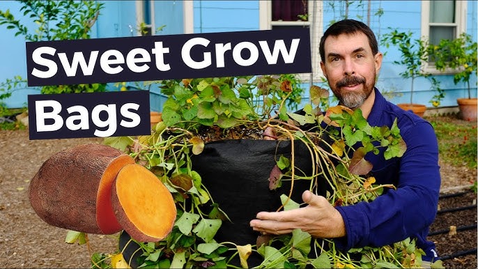 Grow Potatoes in Containers & Bags: 8 Best Secrets! - A Piece Of Rainbow