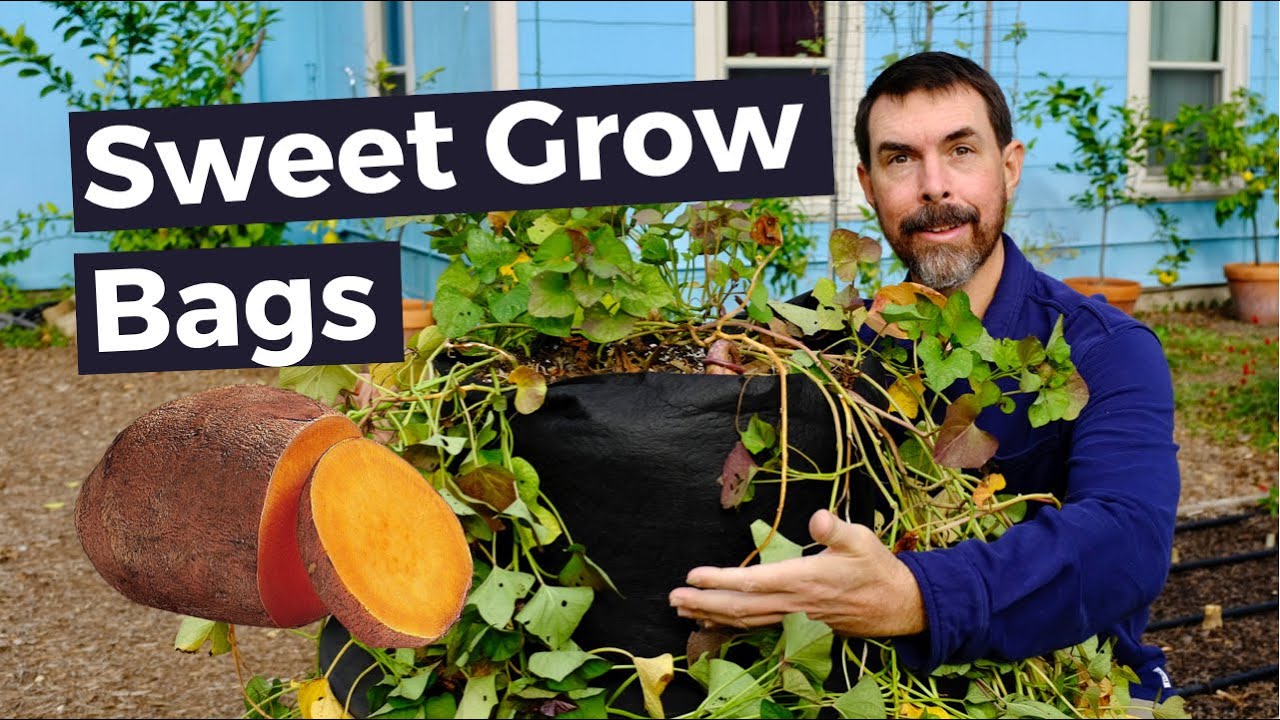 10 Reasons Why You'll Love Gardening with Grow Bags