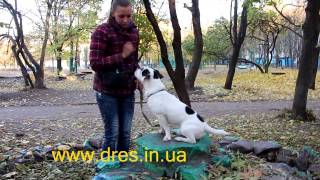 Ошибки в обучении собаки команды сидеть ждать Видео урок по дрессировке!