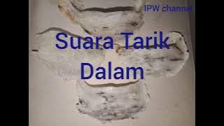 suara walet tarik dalam