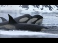 Frozen planet trailer