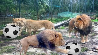 Lions Playing Football At Newquay Zoo In Cornwall