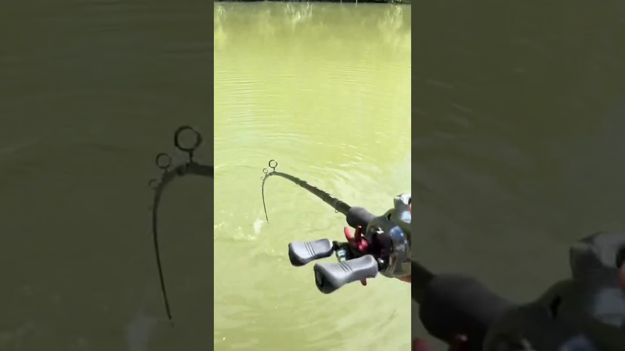 Une carpe au leurre !? 💀