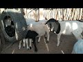 Como ter sucesso na criação de Ovinos - Fase de Cria utilizando Creep Feeding