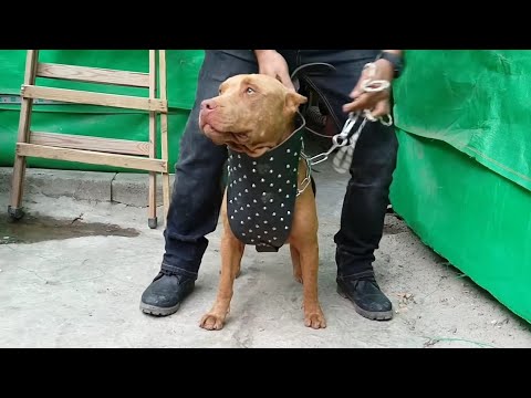 هل تذكرون الكلبه لوسي مع جمال العمواسي 