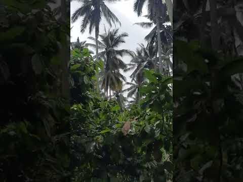 kebun kelapa dan
