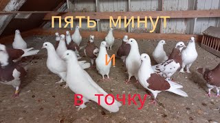 Поднял две голубки, ушли в покрытие.