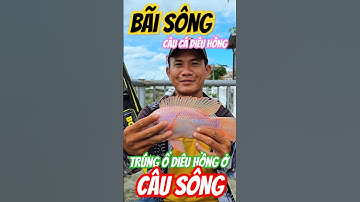 Bãi câu sông. câu cá diêu hồng. chép. phi. mè. trê #cauca #fishing #fish