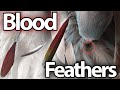 All About Blood Feathers | Topics