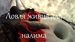Ловля живца на налима