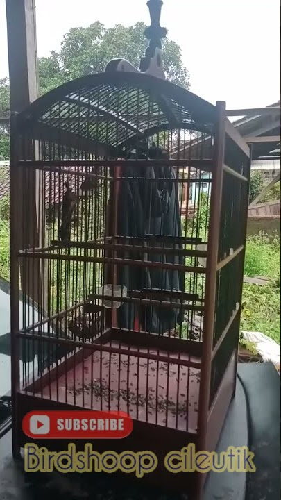 yuhina Kalimantan gacor