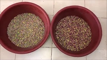 IGSP - Pistachio Color Sorter (shelled)