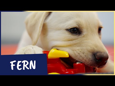 Video: 13 Onmiskenbare redenen waarom iedereen in zijn leven een hond zou moeten hebben