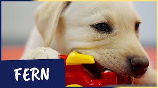 Meet our latest Sponsor a Puppy trainee Fern