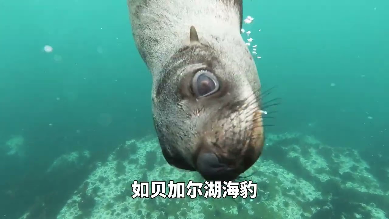 世界面積最大的十個湖泊！第一名是中國所有湖泊加起來的4倍！ #世界之最 #科普 #知識分享 #最大湖泊 #湖泊