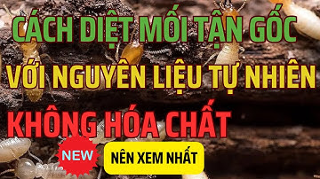 Cách Diệt Mối Tự Nhiên Không Cần Hóa Chất | Diệt Côn Trùng Tân Nguyên