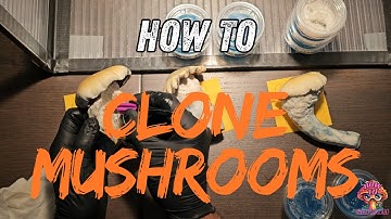 How to Clone Mushrooms 🍄 Ultimate Grow Hack