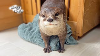 Aty’s Nest Building [Otter Life Day 890] by Aty 233,242 views 4 months ago 7 minutes, 11 seconds