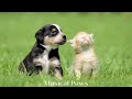 24 hours of deeply relaxing music for cats and dogs  music helps your dog and cat relax