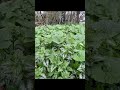 spis foråret 💚😀 #vildmad #wildherbs #garden #nature #wildfood #forager