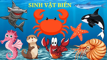 Sinh Vật Biển | Dạy Bé Nói Các Loài Vật Dưới Biển | Các Loài Cá | Ruby TV