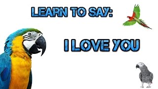 Teach your Parrot to say I Love You! - Parrot Talk