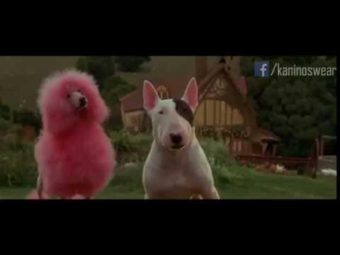 BULL TERRIER CON LAS BENDICIONES (Película: \