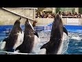 【賢い動物】 イルカのショー　/　大分マリーンパレス水族館「うみたまご」