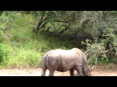 Vidéo: Rhinocéros En Colère à Mkhaya, Swaziland - Réseau Matador