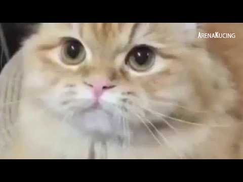 Video: Mengapa Kucing Itu Sedih?