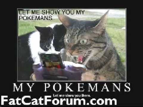 Funny Ass Cats 19