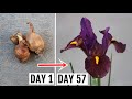 How to Plant, Grow and Care for IRIS - The Complete GUIDE