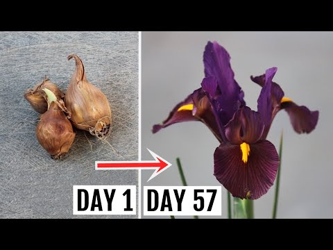 Vídeo: Romulea Iris Info: Aprenda sobre o cultivo de Romuleas no jardim