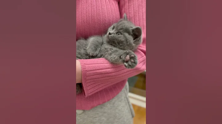 Video 10861391: shorthair kitten britishshorthair cat, british shorthair cat kitten, cutest british shorthair kitten, british shorthair blue kitten, british shorthair cat cuddles