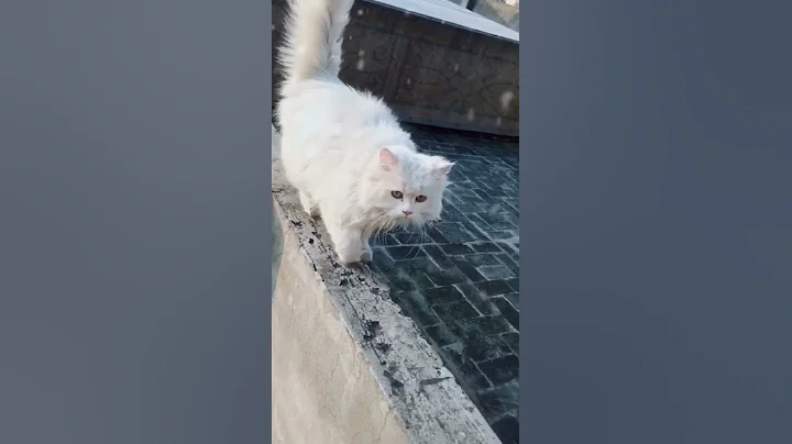 Video 1579251: eyes persian cat, persian cat male, cat loving fluffy