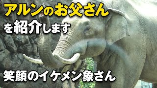 愛され仔象アルンの亡きお父さんアティを紹介しますダヤーおばちゃんも上野動物園