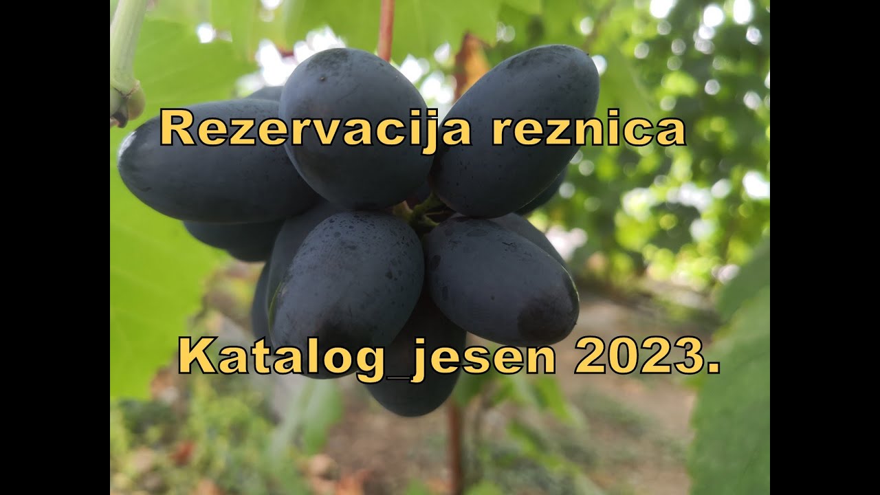 90 stolnih sorti vinove loze- pocetak prodaje reznica