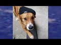 Skateboarding isnt this dogs only trick  king 5 evening