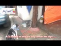 Cat help the Dog....Must see it!!!!