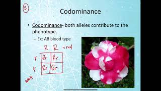 Honors Bio- Other Patterns of Inheritance