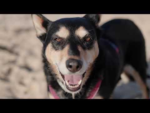 Video: Kan hunde gå på st osyth-stranden?