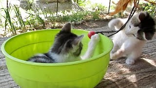 Our Cats #241  Short Clip  KITTENS PLAY IN GREEN BOWL  Part 4: Fun With Green Bowl & Red Ball