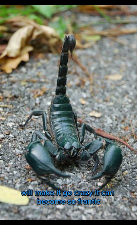 Shocking scorpion fact  you never heard before🦂