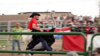 The 27th Annual Ostrich Festival
