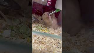 DRINKING HAMSTER #hamster #animals #cute #pets #youtubeshorts