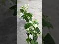 Watch How to Propagate bogenvellia cutting #shortvideo#bougainvilleacutting#plantpropagation#ytshort