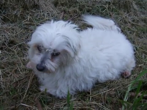 teddy