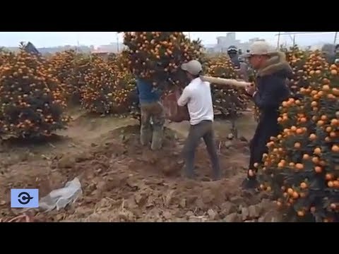 WOW ! Amazing Agriculture Technology - Super small Orange Bonsai Fruit