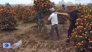 WOW ! Amazing Agriculture Technology - Super small Orange Bonsai Fruit screenshot 1