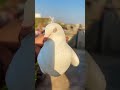 Lucknowpigeon32 legend pigeon viralkabootar viralyt lucknow ytshorts